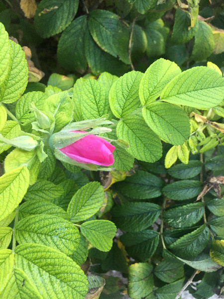 Rosa rugosa var. rubra | Beach or Japanese Rose | Letchberry | 10 Seeds