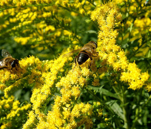 CANADA GOLDENRODE Solidago Canadensis – 10,000 Bulk Seeds
