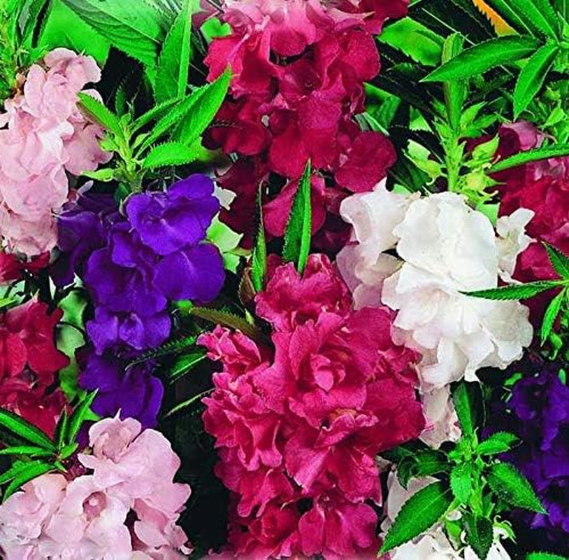 Garden Balsam Impatiens Balsamina 50+ Seeds Garden Seeds for Planting Flowers