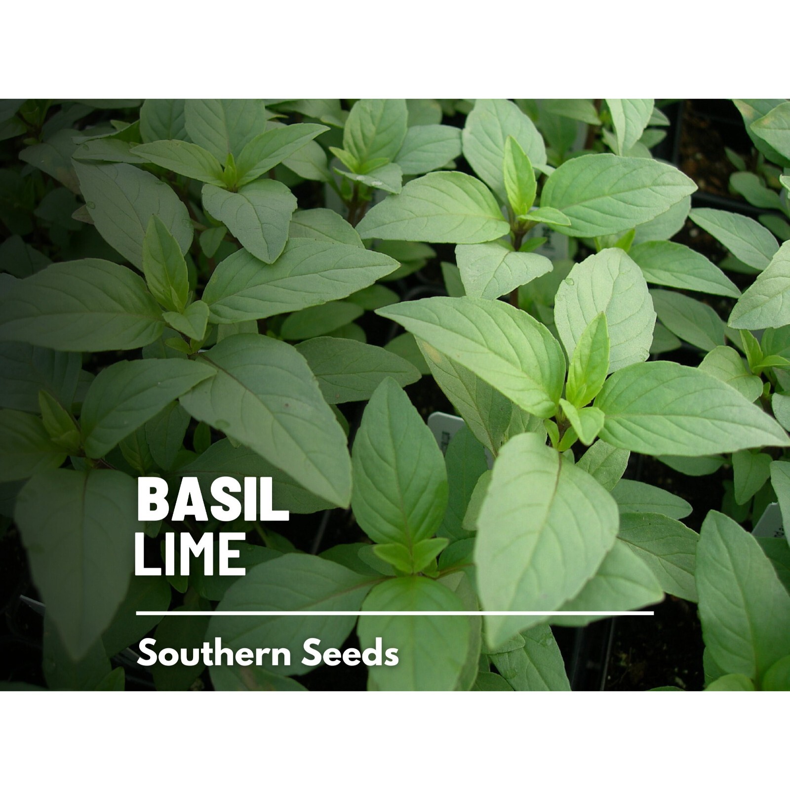 Basil, Lime – 250 Seeds, Heirloom Herb (Ocimum basilicum)