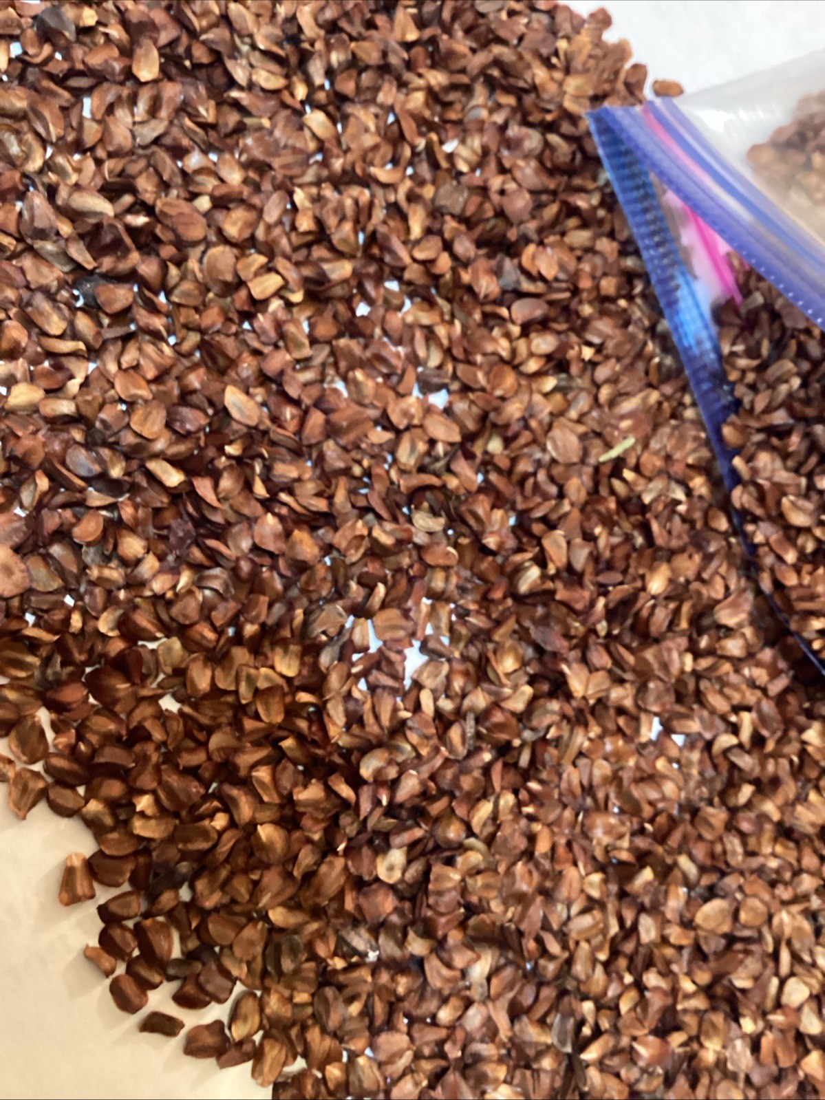 Italian Cypress Tree Seeds ((Cupressus Sempervirens Stricta))