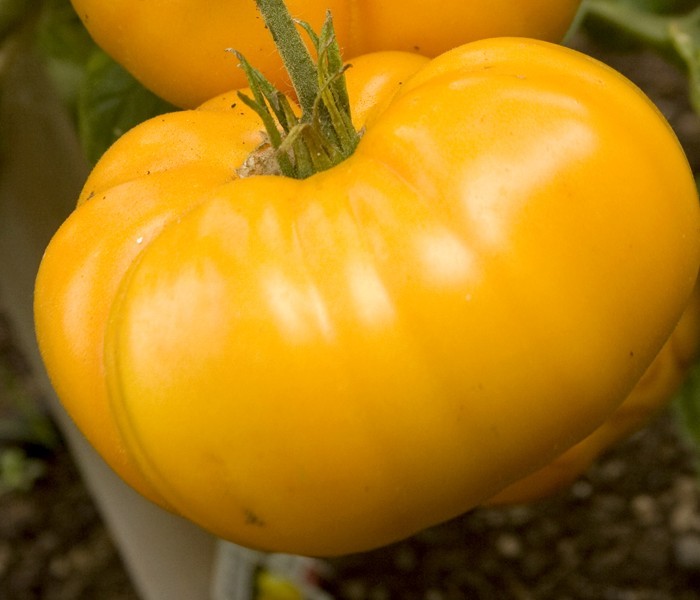 YELLOW BRANDYVINE TOMATO SEEDS * LARGE * SOLID * GREAT SLICER * 15 PER PKT .