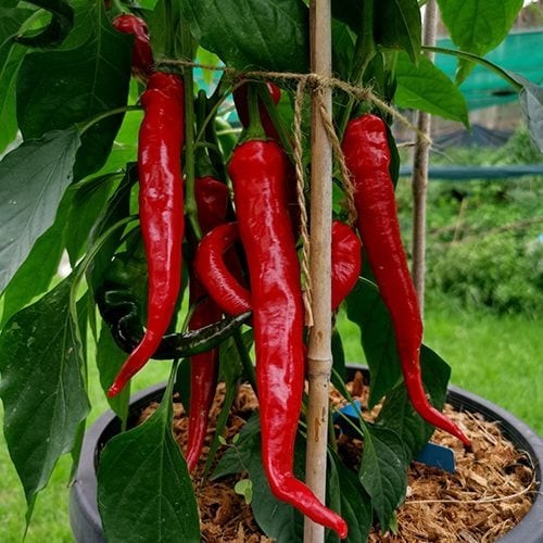 Sanam Chili Pepper Seeds (20) / Hot Spicy / Indian Cuisine / Rare