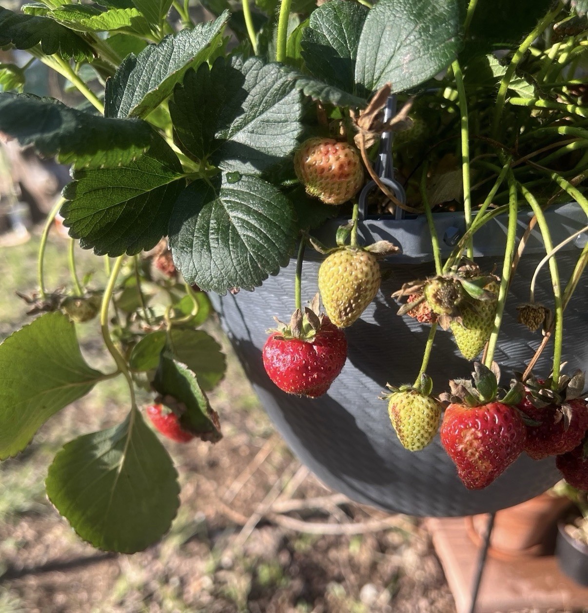 100 Albion Strawberry Seeds Heat Tolerant Berry Fruit Perennial Organic Everbear