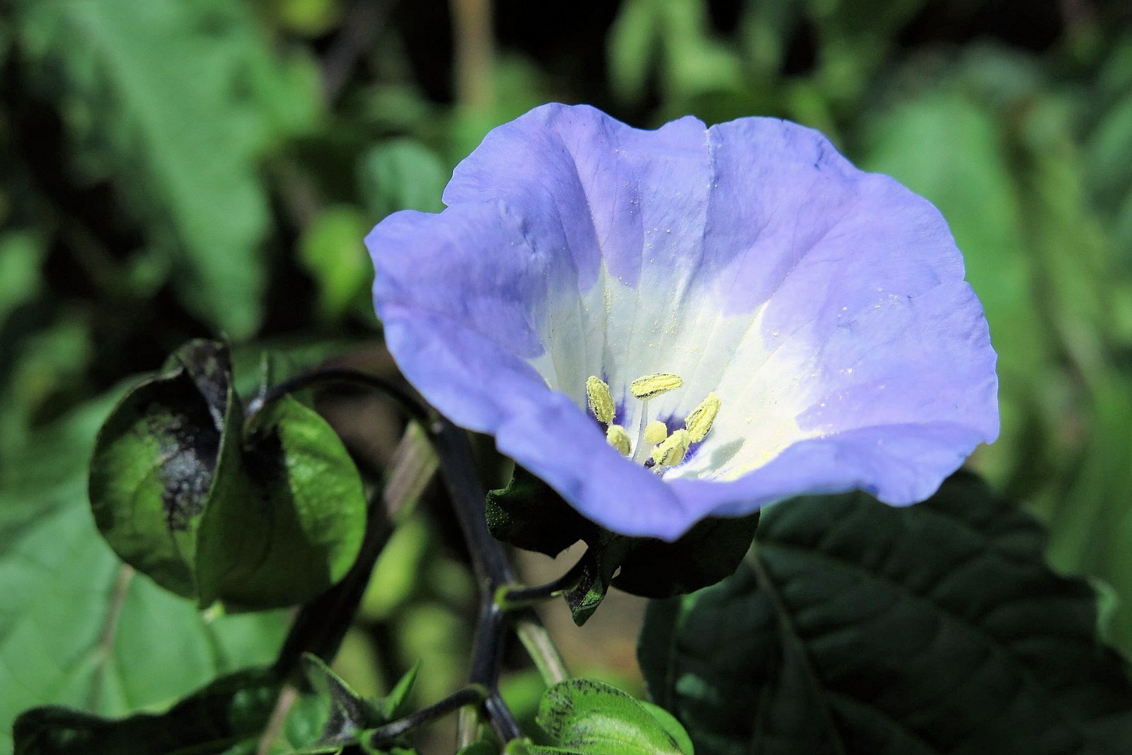 20 All Natural Heirloom Seeds- Apple of Peru-Shoofly- Nicandra