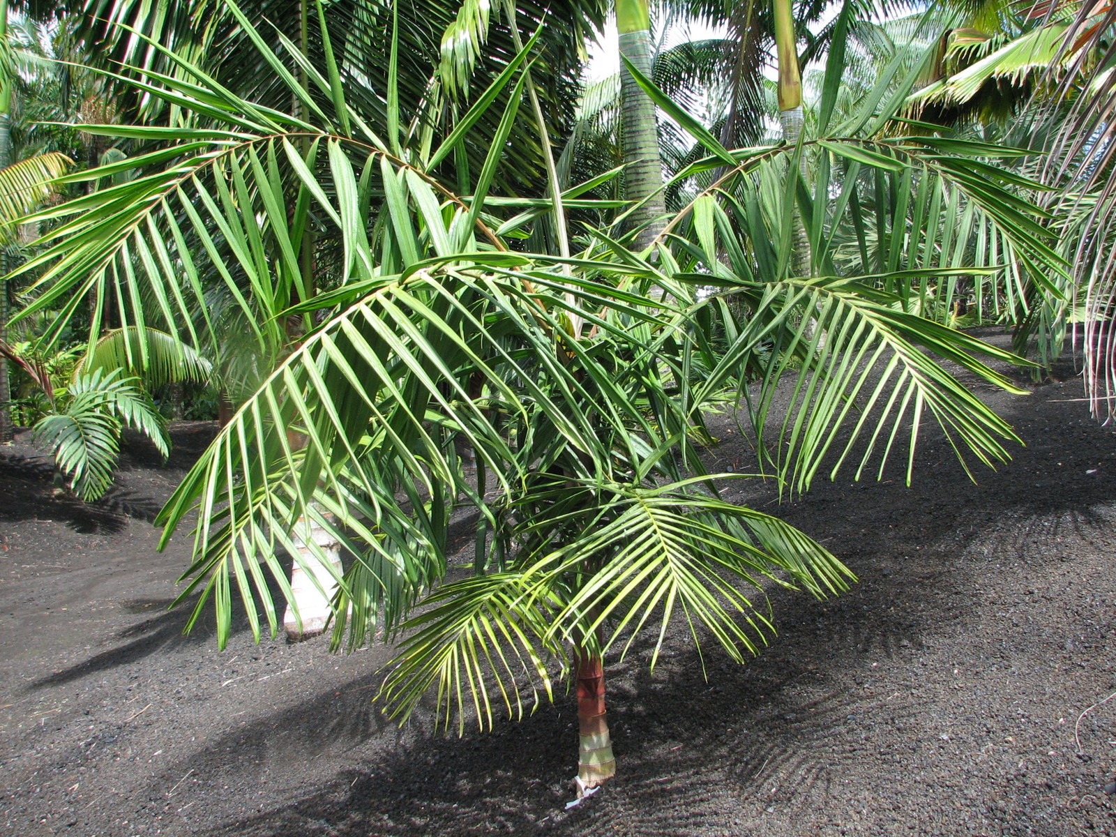 Dypsis rivularis or Sari Palm 10 seeds