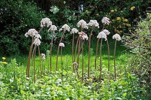 Darmera peltata | Indian Rhubarb | 50 Seeds