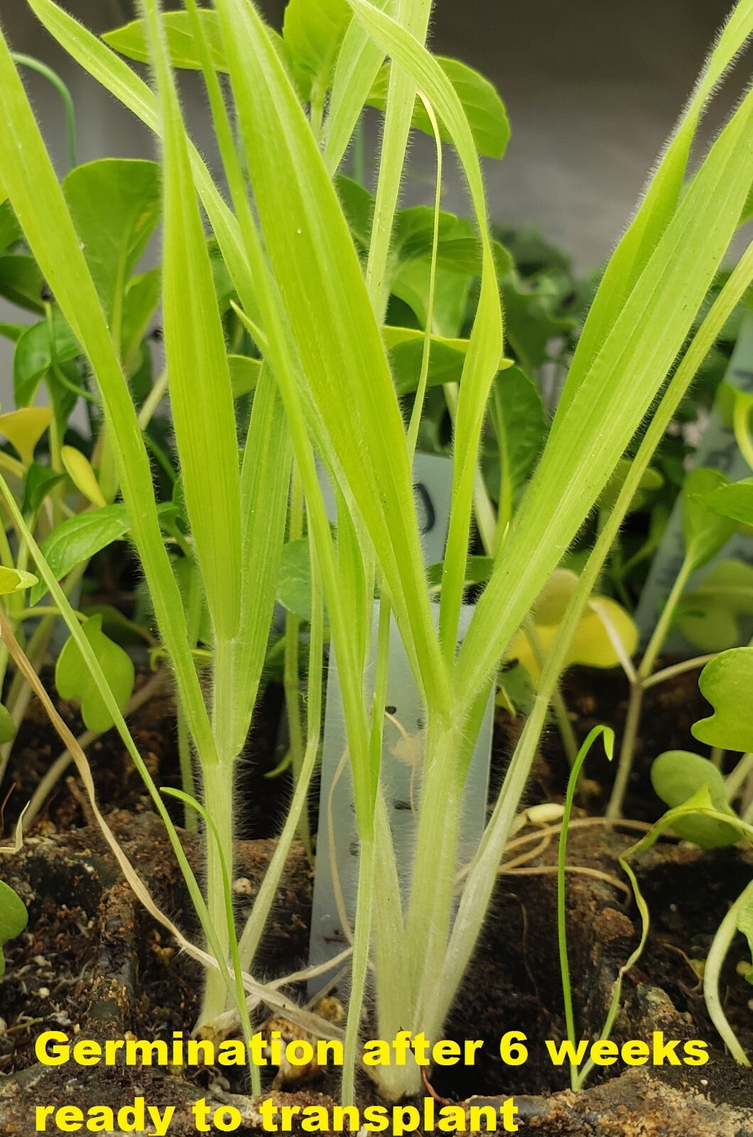 Bunny Tail Ornamental Grass (100 seeds) – Easy to grow and fun!