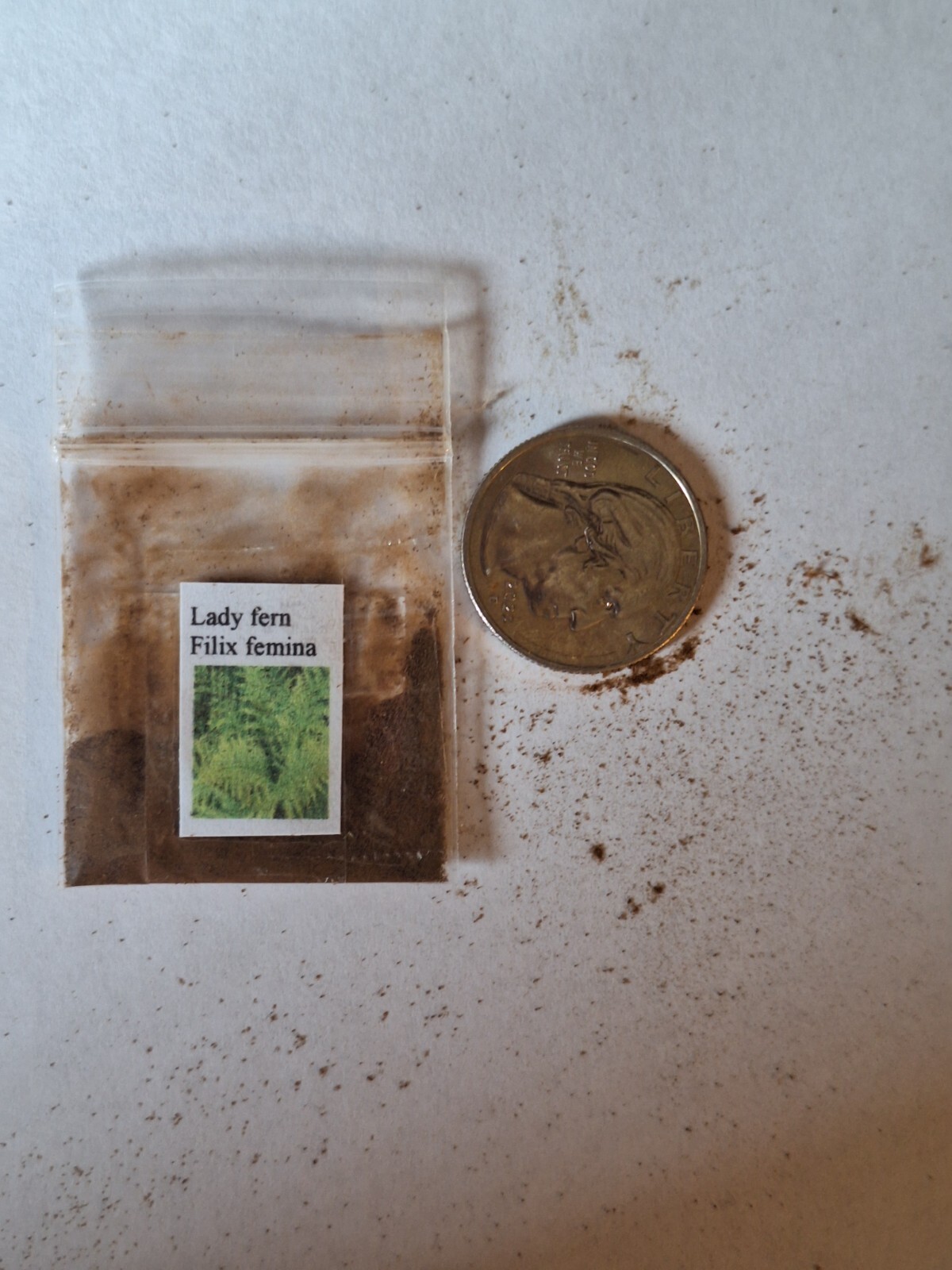 ROYAL FERN 1000 SPORES (SEEDS) HARDY to -30 f. mariesgreengarden OSMUNDA REGALIS