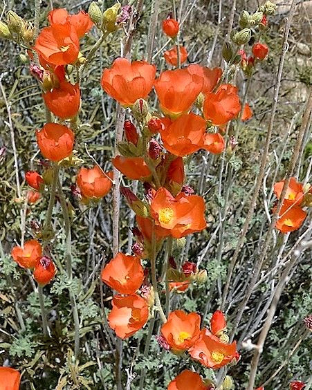 20 Apricot DESERT GLOBEMALLOW Mallow Sphaeralcea Ambigua Flower Seeds *Comb Ship
