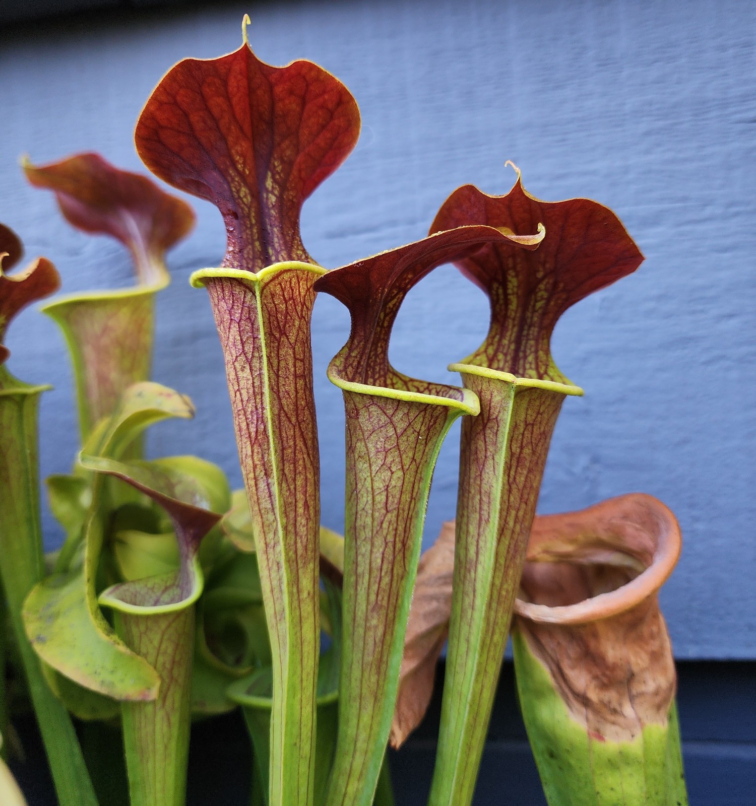2025 SARRACENIA SEEDS: (FLAVA X ALATA) “WASP” X FLAVA RUGELII CLONE A [CP SEED]