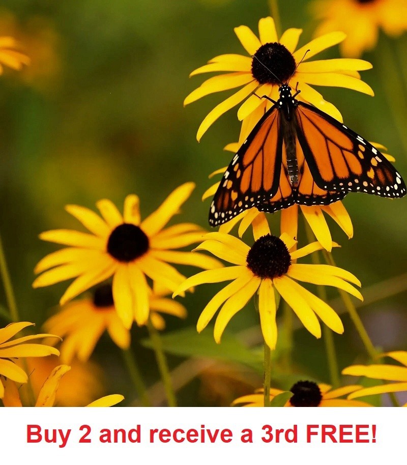 1000+ Black Eye Susan Seeds Rudbeckia
