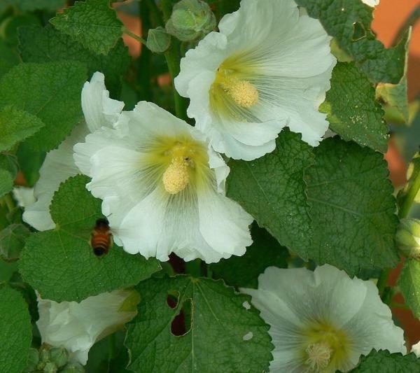 Alcea rosea subsp. ficifolia | Antwerp or Fig Leaf Hollyhock | 10 Seeds