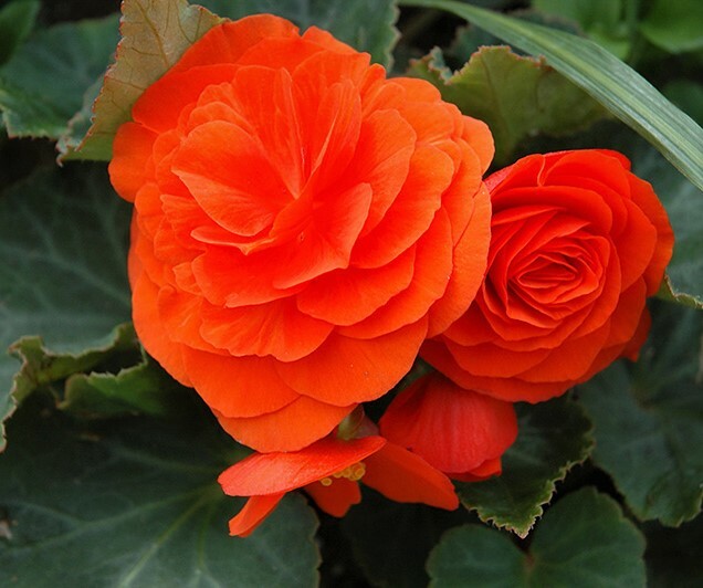 Supreme Orange Non Stop Begonia Bulb for Spectacular Blooms.Please Check Store