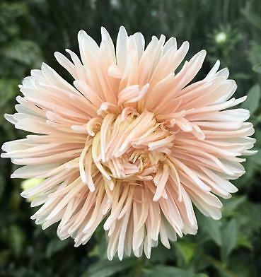 Aster Duchesse Peony Blush Pink 1,000 seeds