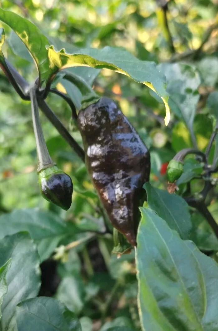 Naga Tiger DD Pepper (12 Seeds) Superhot! Exotic & Rare, Very Heavy Producer