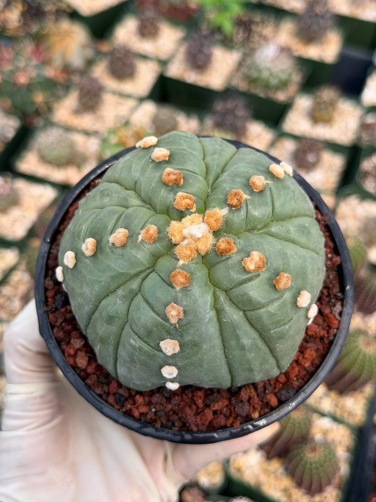 Astrophytum Asterias Fukuryu – Rare 14‑Rib Mutation Cactus