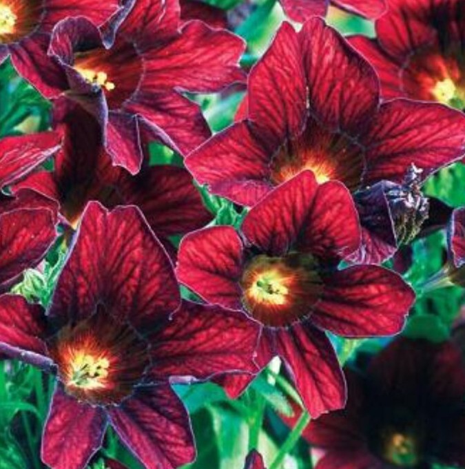 50+ Salpiglossis Black Trumpets seeds