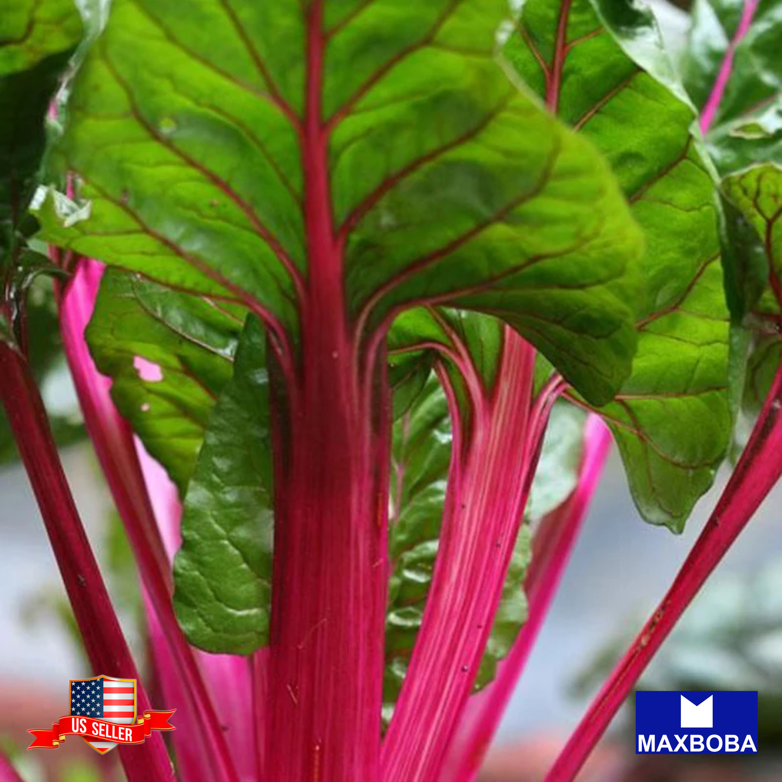 150 Swiss Chard Seeds Magenta Sunset Non-GMO Heirloom BOGO 50% OFF