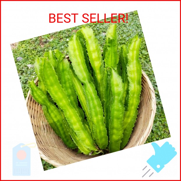 100+ Winged Bean Seeds Four Angled Bean Manila Bean King Shire Winged Bean Drago