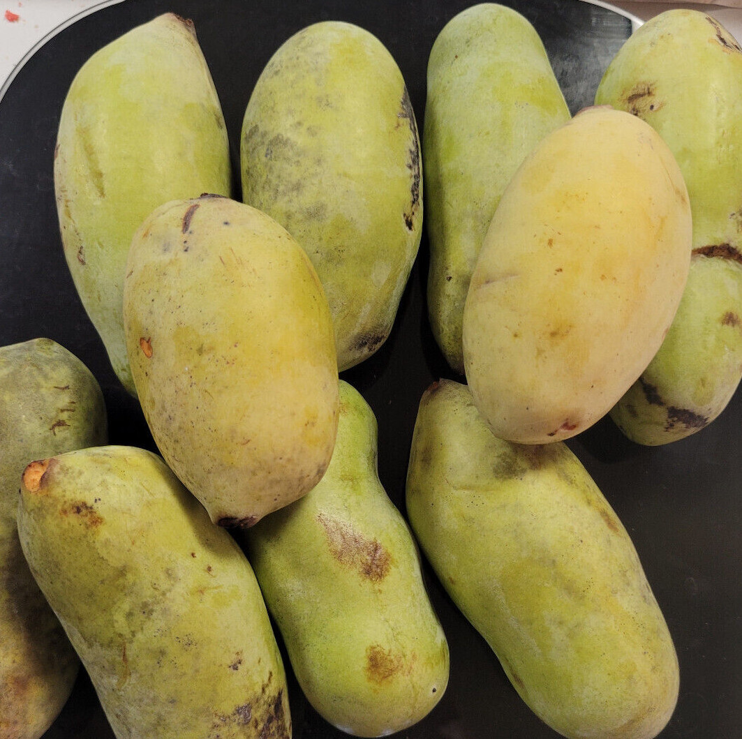 Paw Paw Seeds Asimina Triloba Organically Grown from Sept 2023 pawpaw tree seeds