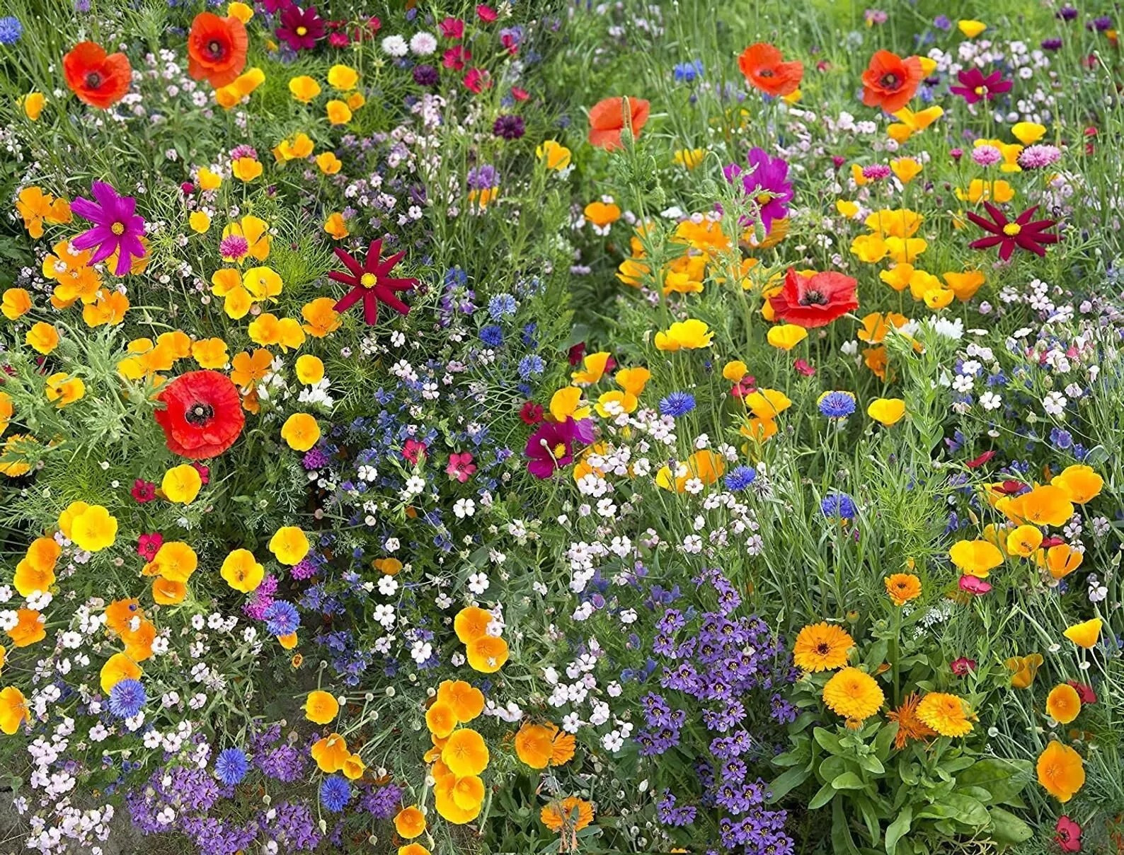1000+ Wildflower Mix HUMMINGBIRD BUTTERFLY SEEDS – Perennials Annuals Heirloom