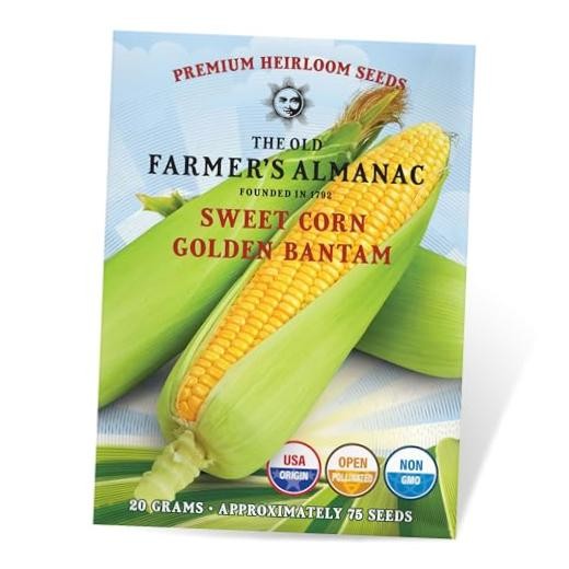 Golden Bantam Heirloom Corn Seeds – Old Farmer’s Almanac – 75 Seeds