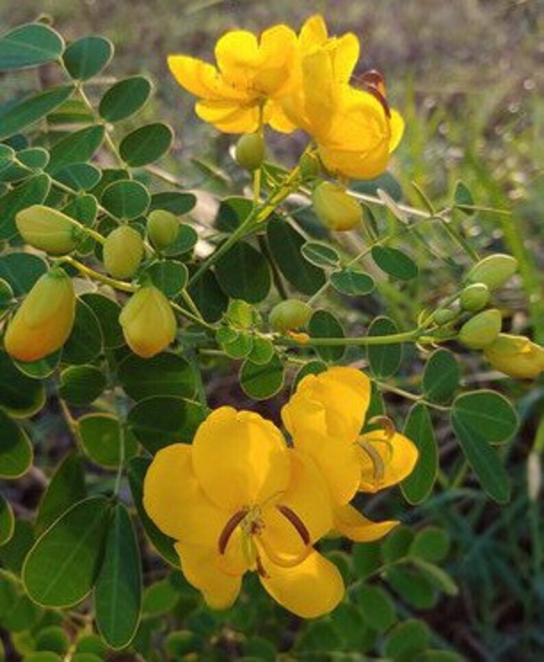 150 Heirloom Christmas Cassia seeds – Senna Bicapsularis/ Senna Pendula