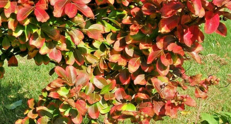 25 POWHATAN CREPE MYRTLE SEEDS – Lagerstroemia indica ‘Powhatan’