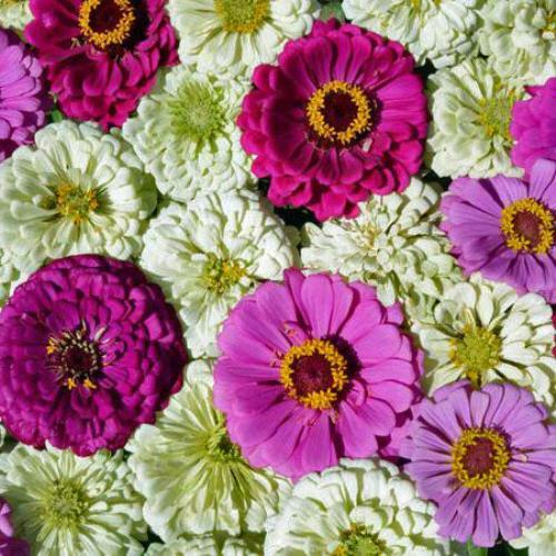 Zinnia elegans | Blueberry Cheesecake | 500 Seeds