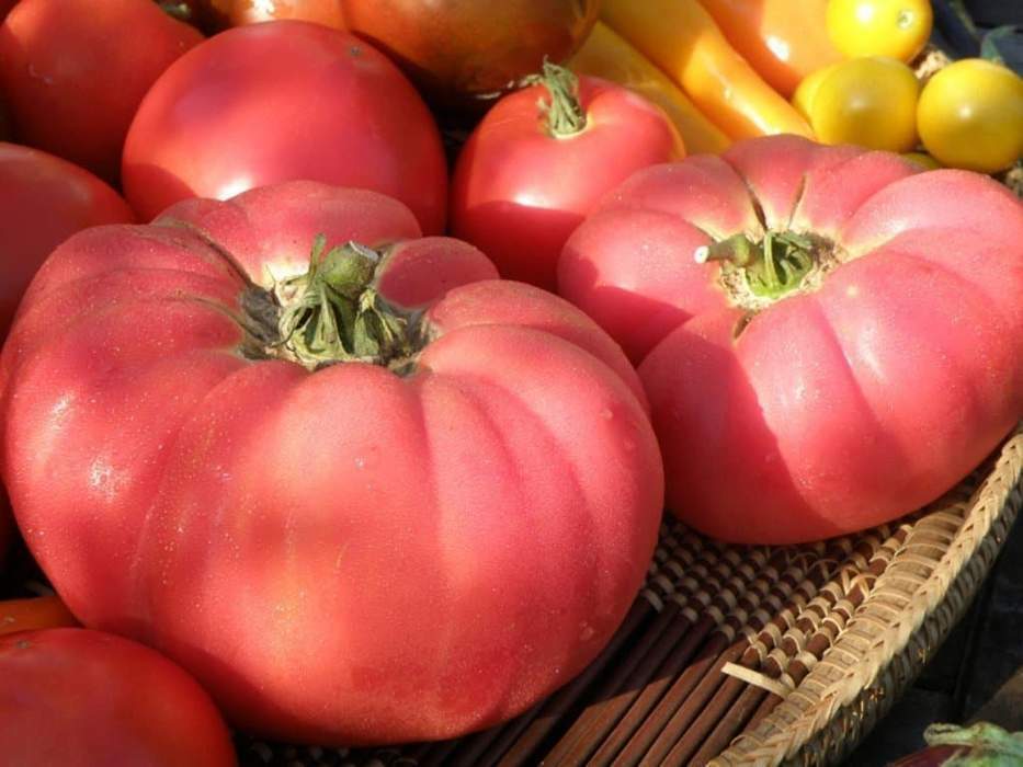 LARGE Beefsteak Amish Tomato 2 LB+ HEIRLOOM 50+ seeds PREMIUM strain 100%Organic