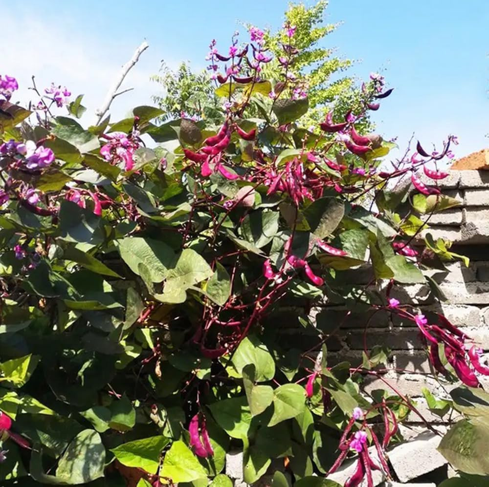 15PCS Purple Hyacinth Bean Seeds Dolichos Lablab Climbing Vine Non-GMO Seeds
