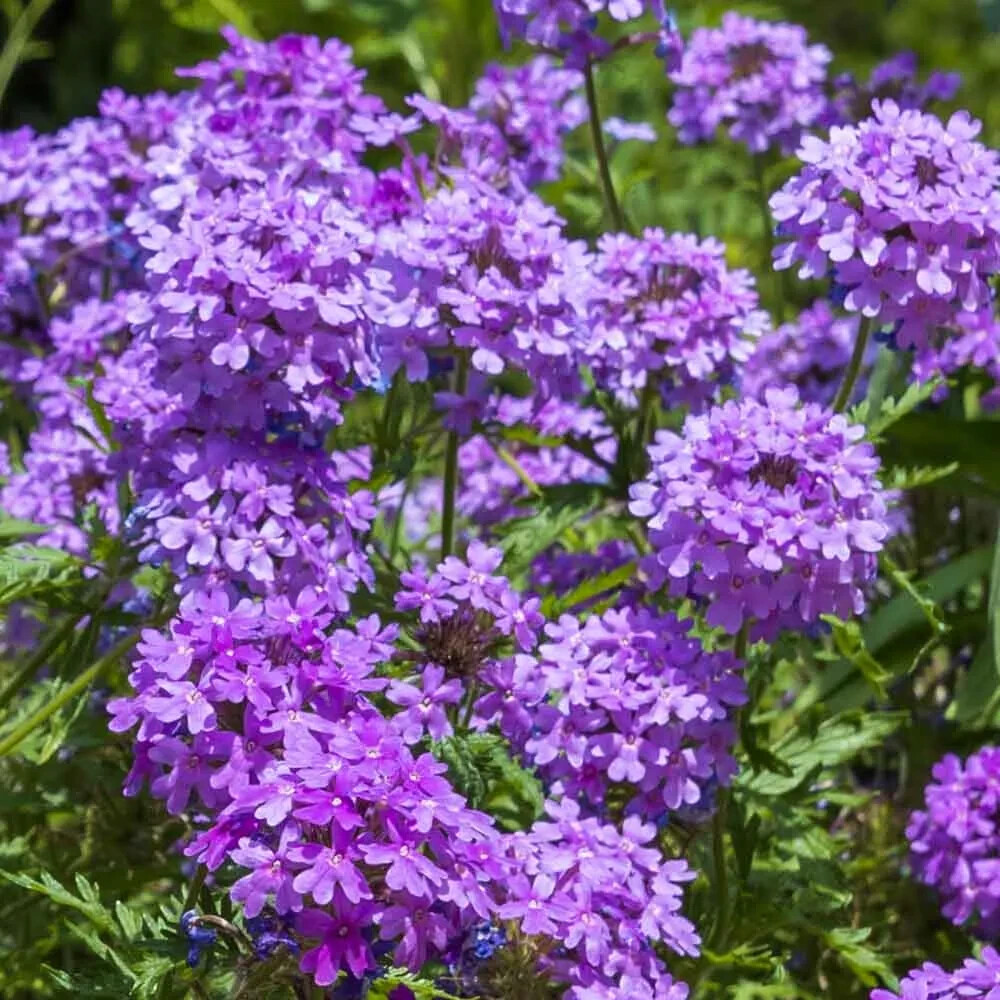 Prairie Verbena seeds (Glandularia bipinnatifida) -50 seeds-