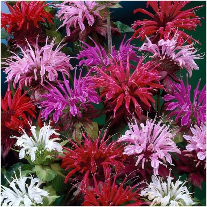 3 Panorama Blend Bee Balm Seeds For Planting Monarda didyma 300 Seeds Per Packet