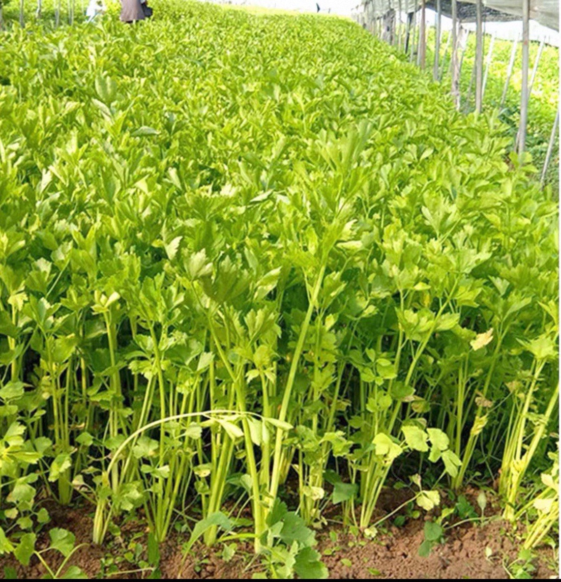 500+CT Asian Quick Celery Kin-tsai Kunchoy Qincai Kinchay Seeds Produced By 2025