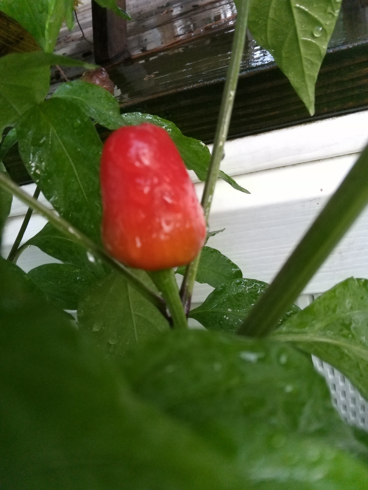 Purple Side Kick Pepper Seeds (Sweet&Spicy)