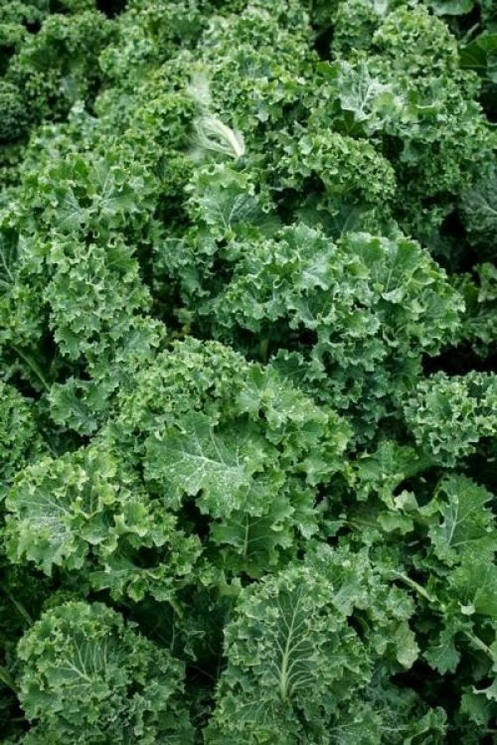 Kale Seeds Siberian Kale Seeds ,”COOL BEANS N SPROUTS” Brand. Home Gardening.