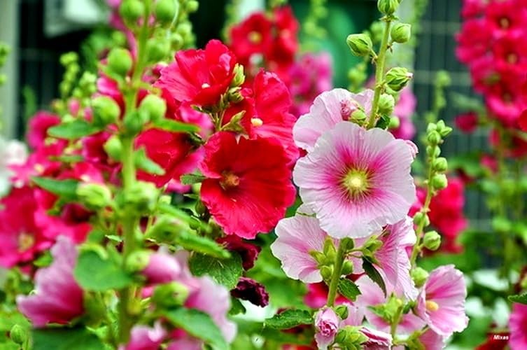 Hollyhock Seed Mix 30+ Colorful Perennial Flower Seeds for Planting