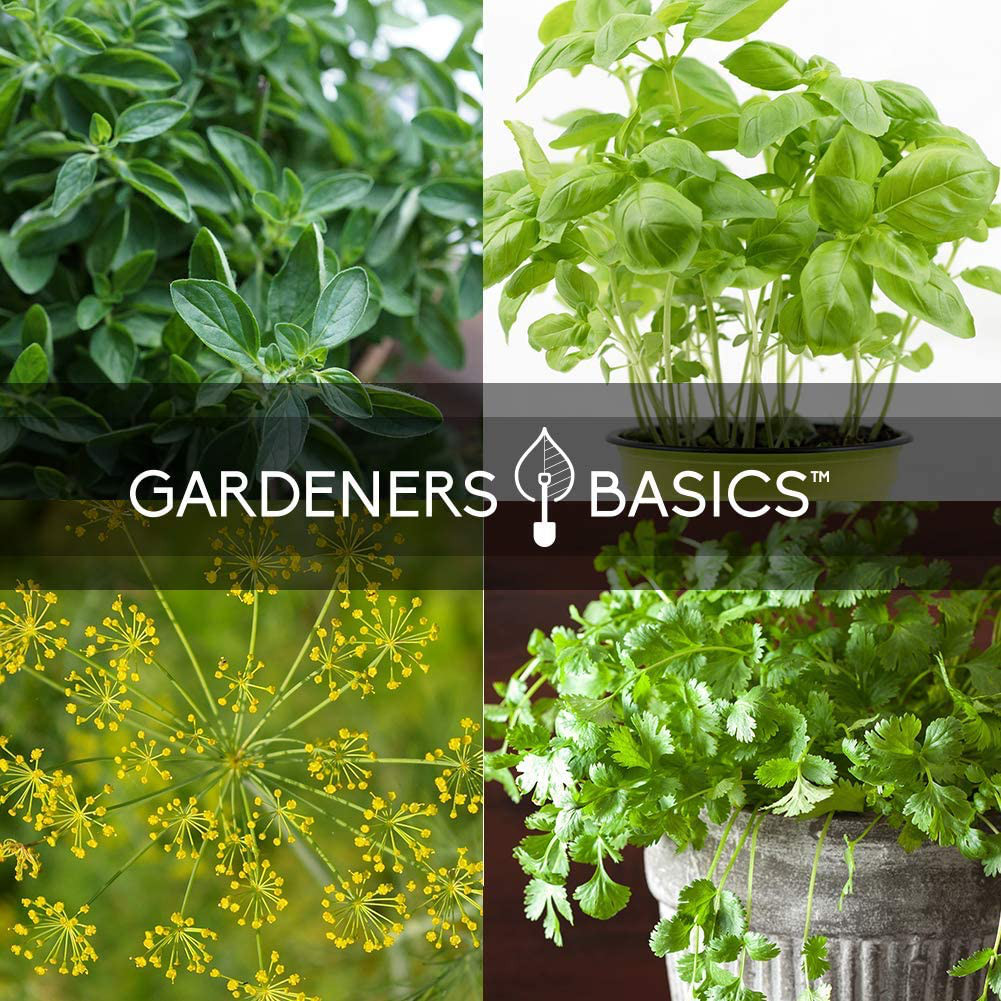 15 Herb Seeds For Planting Varieties Heirloom Non-GMO 5200+ Seeds Indoors, Hydro