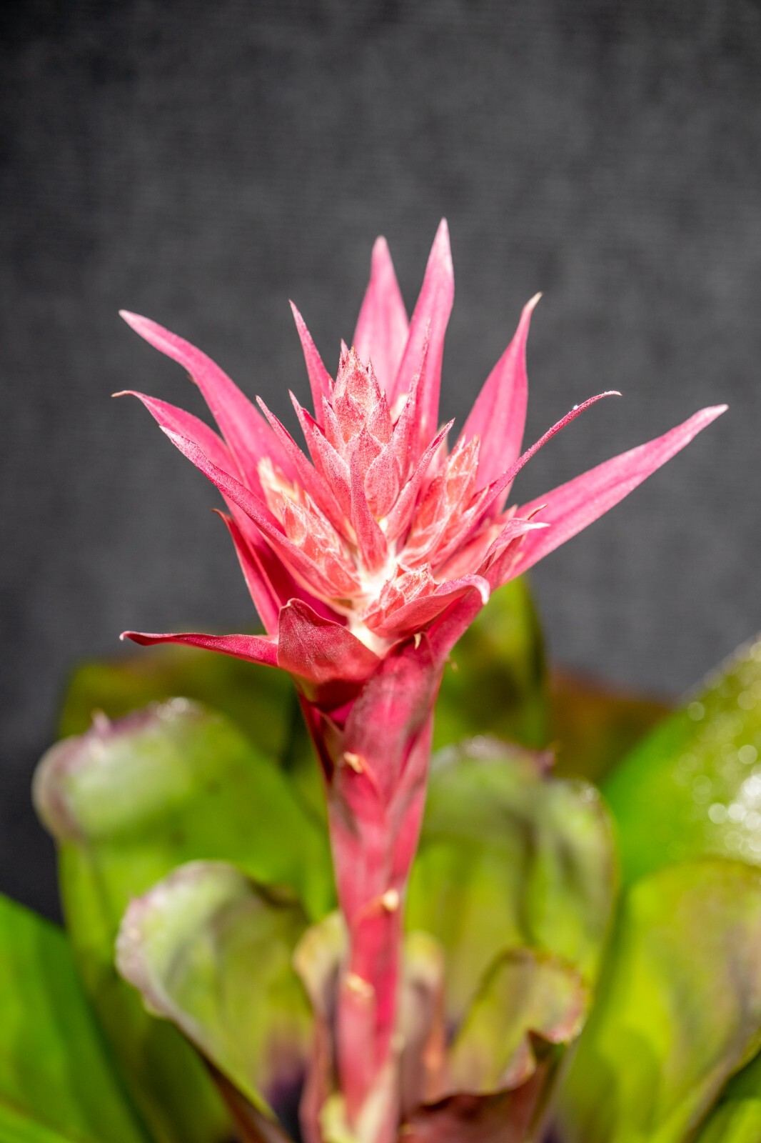 Bromeliad Aechmea Harvito 8″ pot