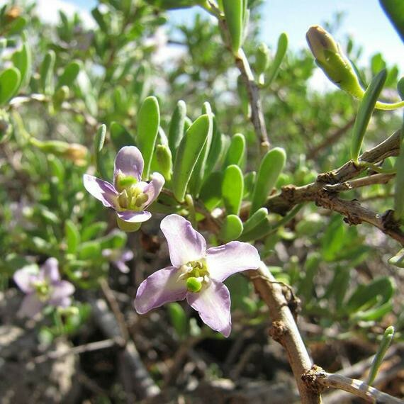 Black Goji Berry ~Lycium ruthenicum~ Himalayan Black Wolfberry Seeds ~ Rare