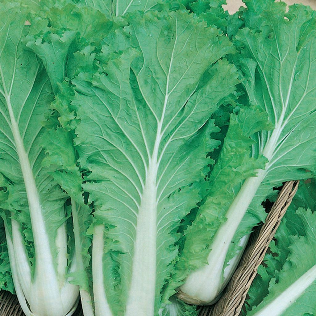 Chinese Michihili Cabbage Seeds 500+ Vegetable Garden NON-GMO USA FREE SHIPPING
