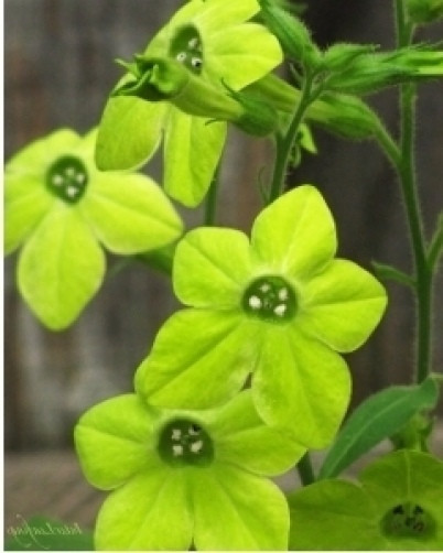 Nicotiana alata Lime 20 seeds