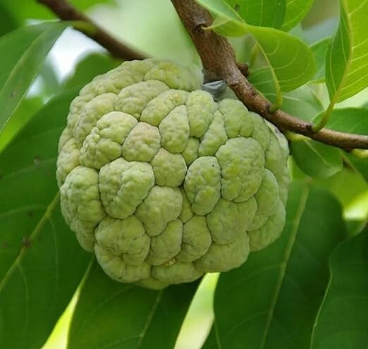 Annona Squamosa 10 Seeds, Sugar Custard Apple Sweetsops Fruit Tree Shrub