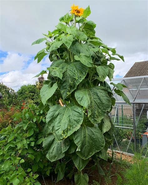 Kong Hybrid Sunflower Seeds Free Shipping!
