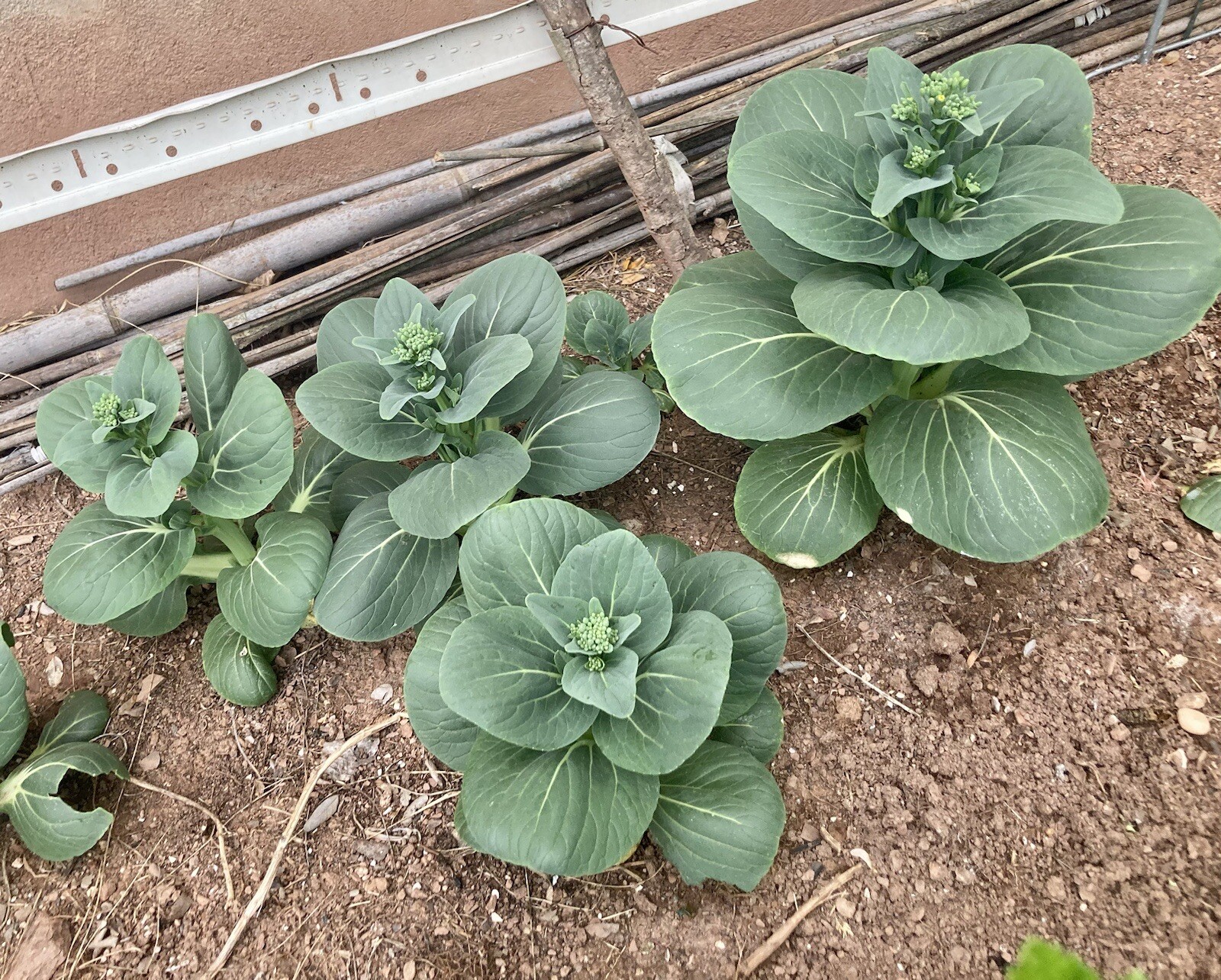 100+ Seeds Pak Choi Vegitable Seeds Pagoda / Garden USA 油菜 上海青