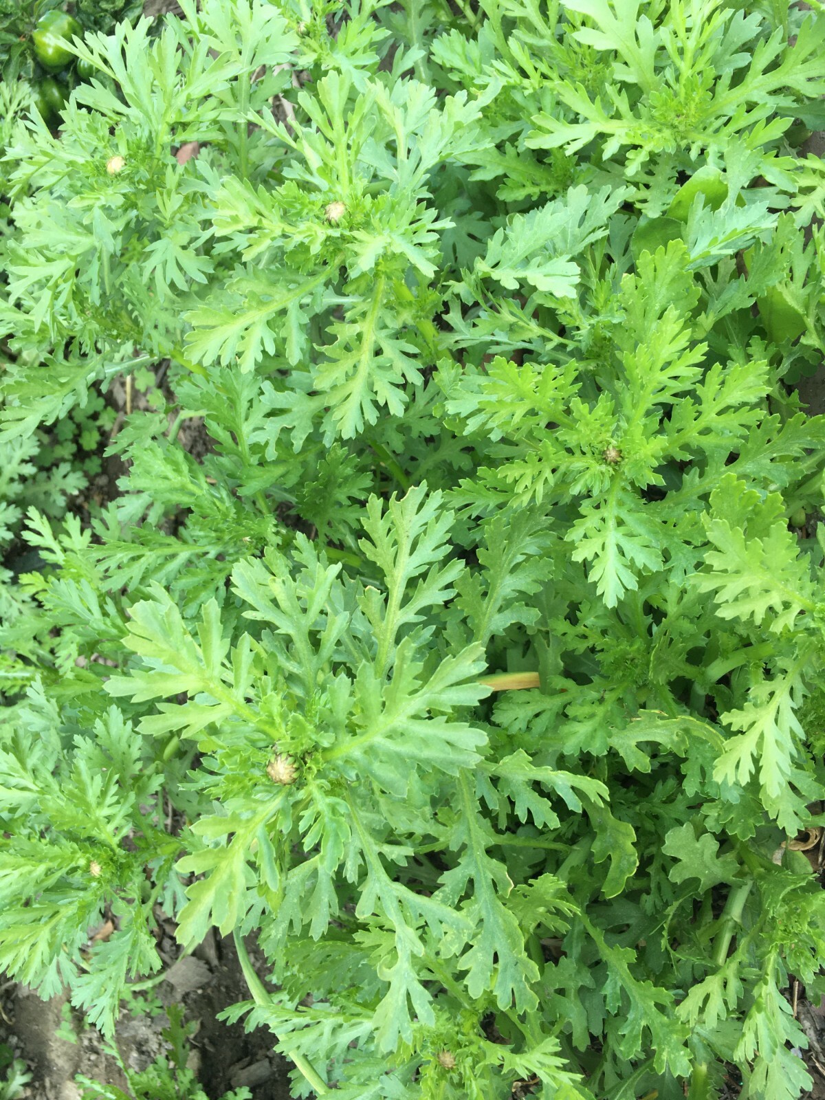 200+TongHo Choy Seeds Shungiku Ssukgat Tan O Edible Chrysanthemus(Serrated leaf)