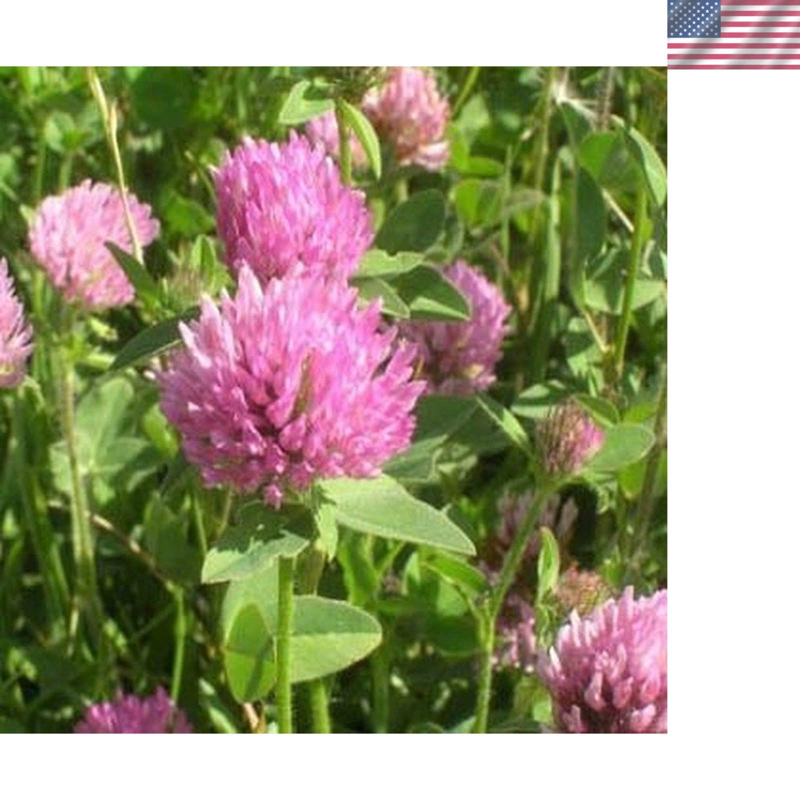 Perennial Red Clover Seeds – 5 lbs. Self-Seeding, Nitrocoated, Inoculated for…