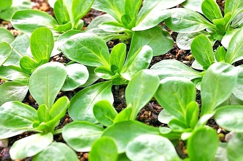 600+Dutch CORN SALAD Seeds Organic Lambs Lettuce Mache Garden Patio Container