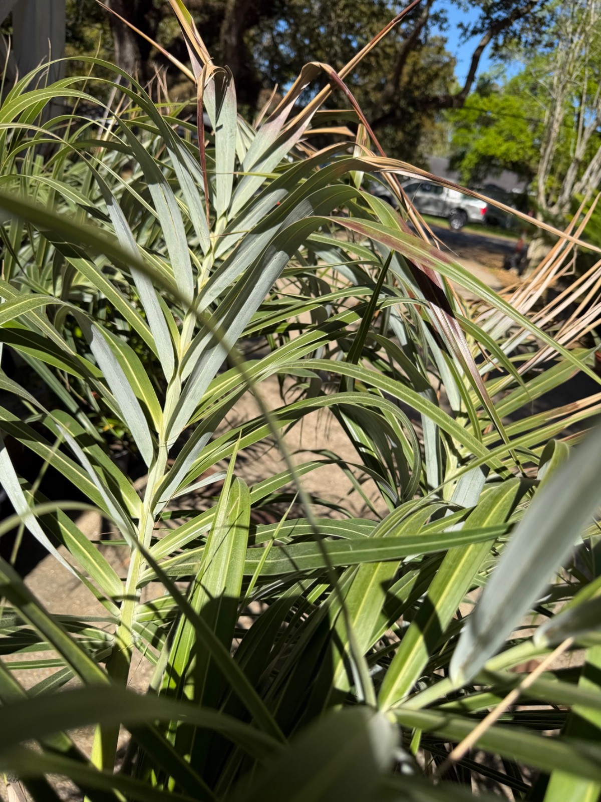 ALLAGOPTERA ARENARIA THE SEASHORE PALM A VERY COLD HARDY PALM Louisiana Grown